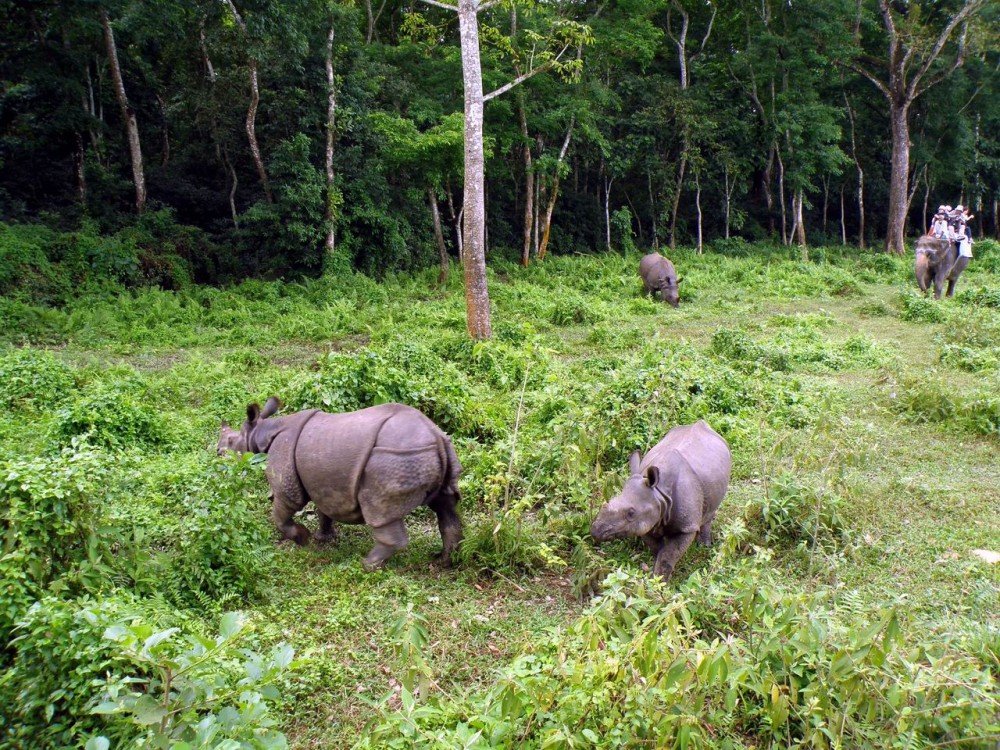 one horn rhino