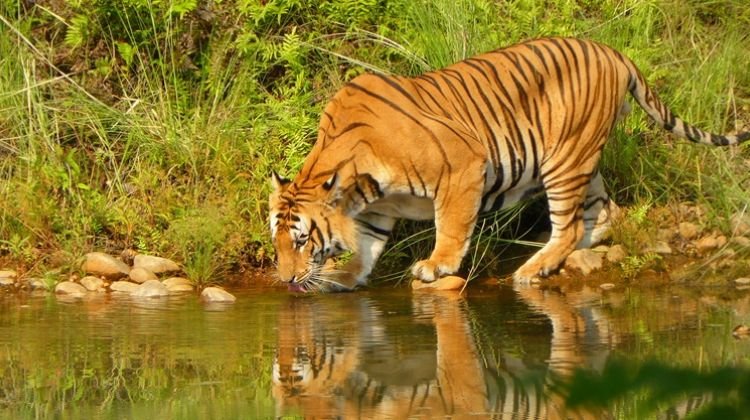 tiger