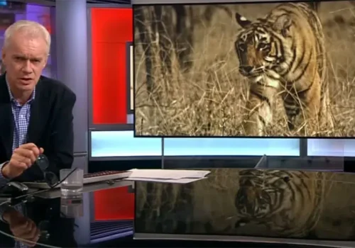 tiger bbc.jpg 1