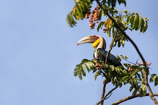 Giant hornbill Parsa
