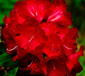 Diversity of plants in Nepal