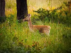 Swamp deer shukaphanta