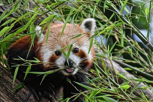 red panda makalu