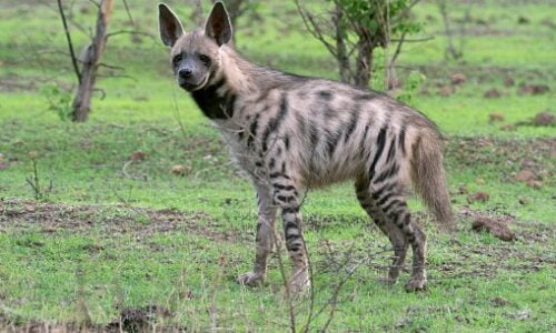 striped hyena banke